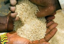 Sesame cultivation in Africa