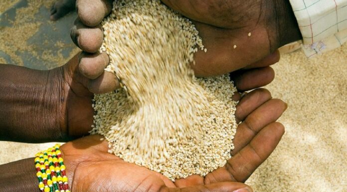 Sesame cultivation in Africa