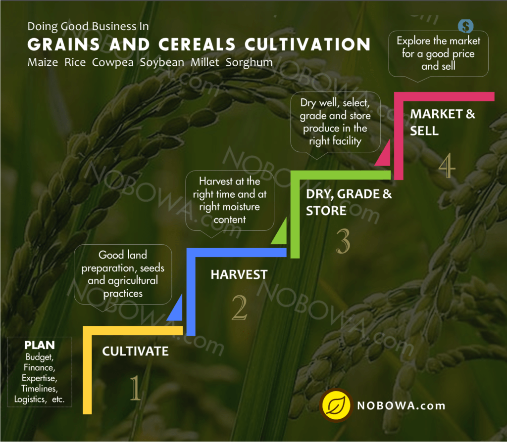 Steps in grains and cereals, soybean cultivation