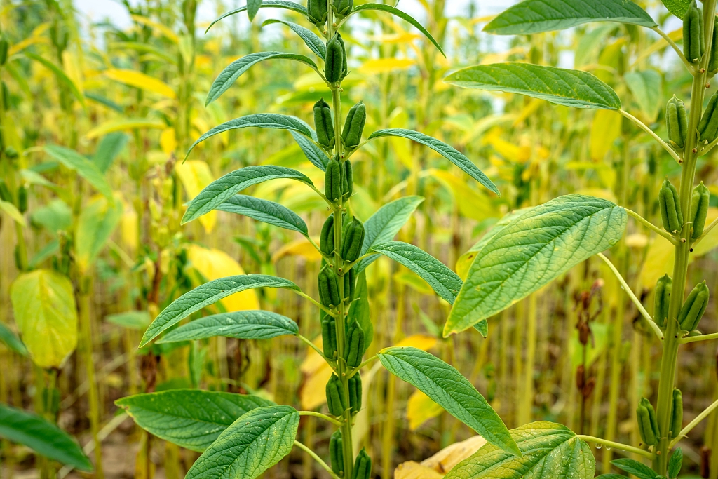 sesame plant