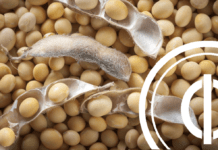 soybean cultivation budget cost and benefits
