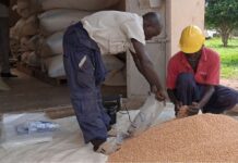 soybean harvesting, storage, marketing