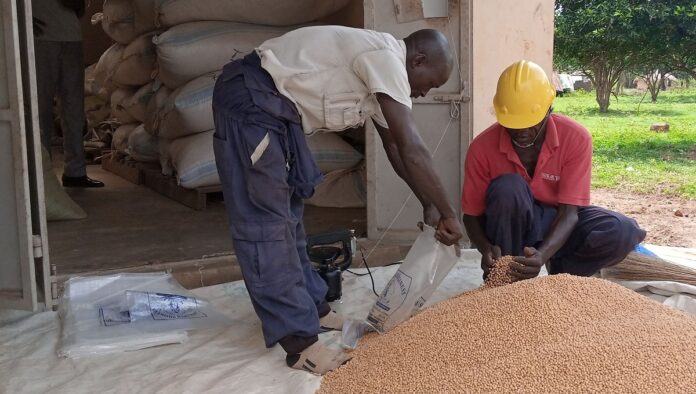 soybean harvesting, storage, marketing