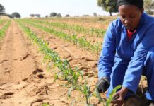 How to Effectively Plan Your Crop Farm for the New Season (2022) plan your crop farm crop plan crop farm plan 3