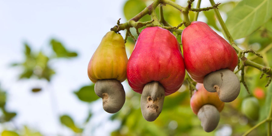 Good Cashew Cultivation: A Detailed Guide for Commercial Production cashew