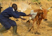 challenges in agribusiness