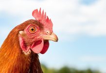 biosecurity in poultry