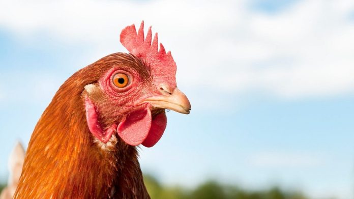 biosecurity in poultry