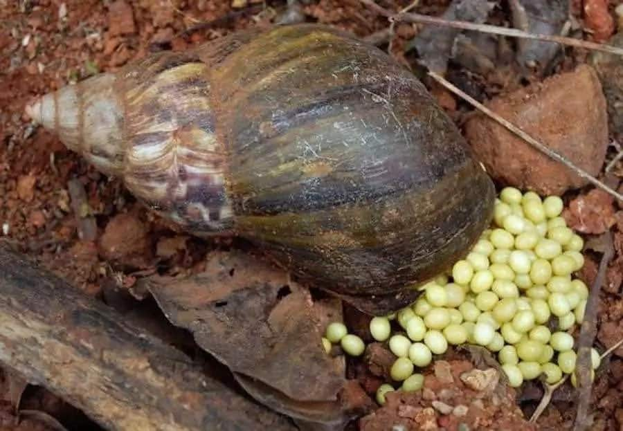 snail farming