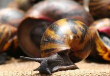 snail farming