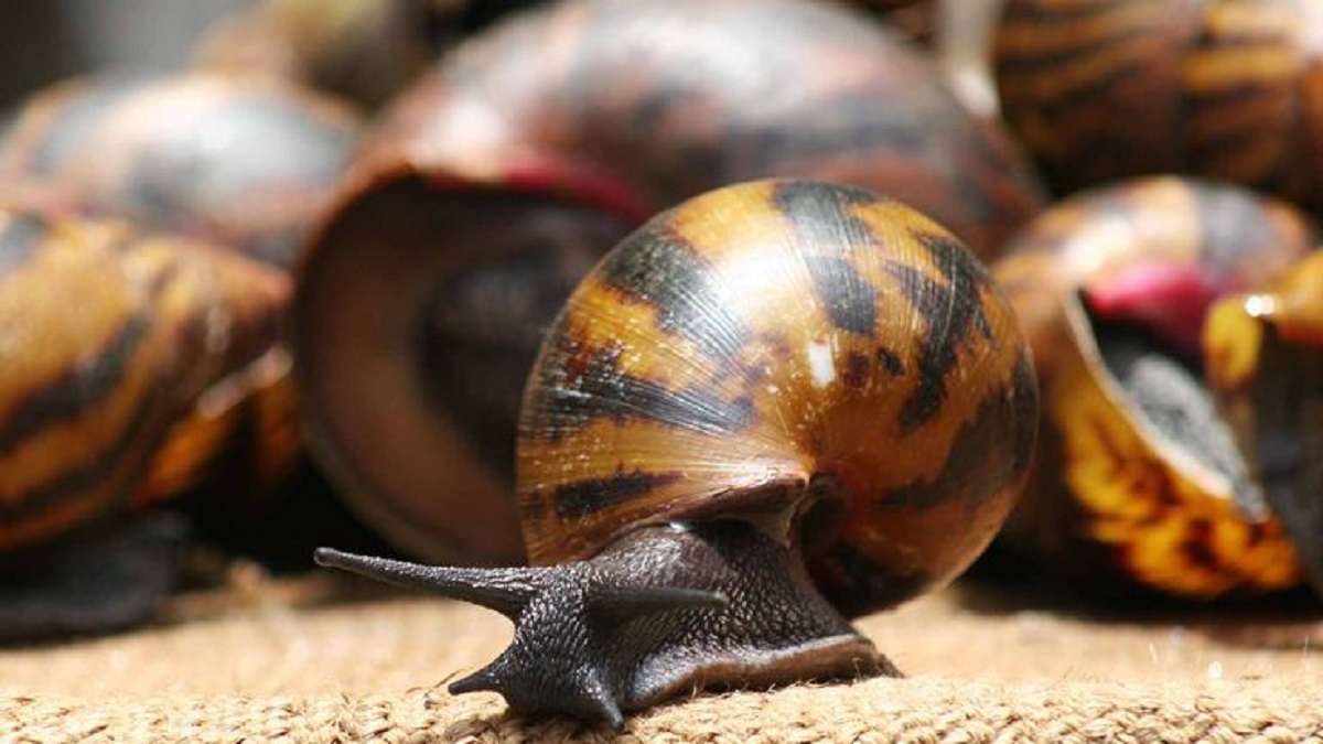 research on snail farming