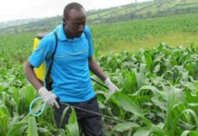How to: Spray Chemicals Against Fall Armyworm the Right and Effective Way chemicals against fall armyworm