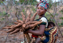 good cassava cultivation