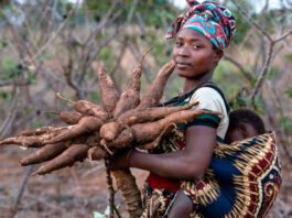 good cassava cultivation