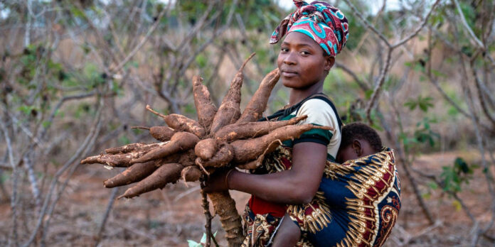 good cassava cultivation