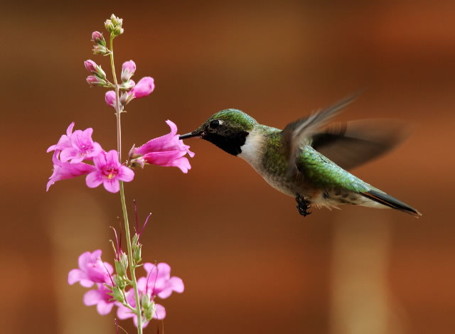 birds pollinator | NOBOWA.com