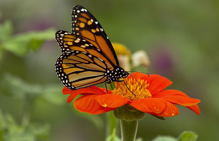 butterfly pollinator | NOBOWA.com