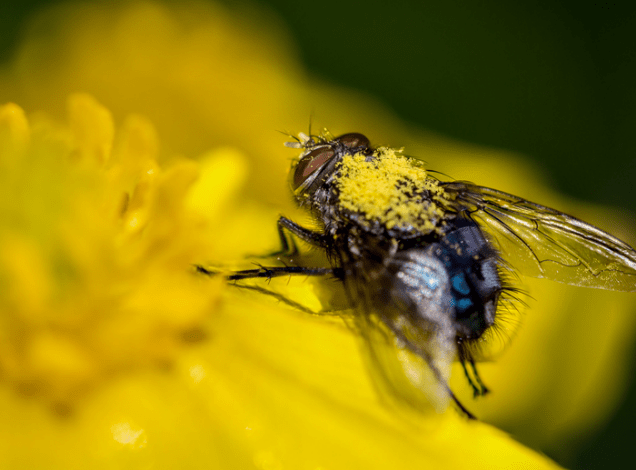 flies pollinator | NOBOWA.com