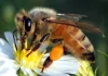 Bee the Change: Unveiling the Vital Role of Pollinators and 6 Strategies to Save Them pollinators pollinator