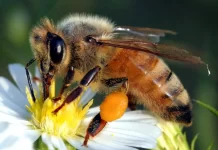 pollinators pollinator