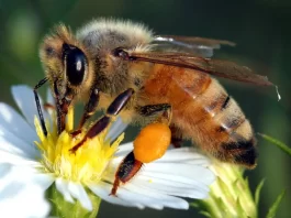 pollinators pollinator