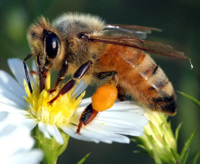 pollinators pollinator