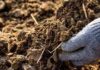 Farmyard Manure: Your Solution to Sustainable Land Management farmyard manure sustainable land management