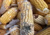 Maize Post-Harvest Management: A Comprehensive Guide maize post-harvest management