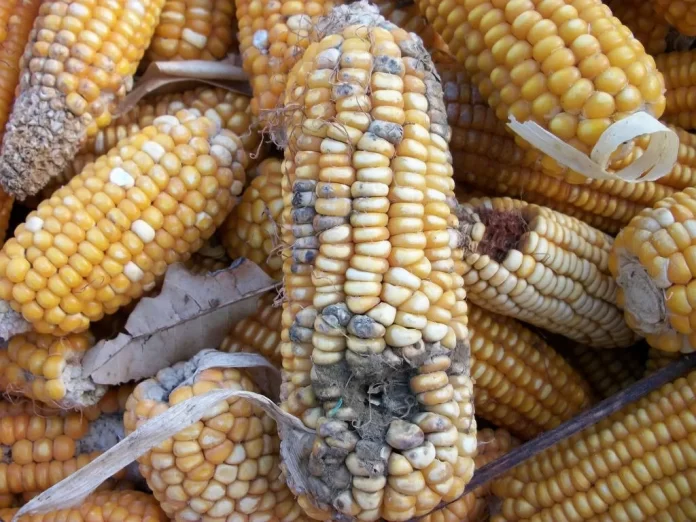 maize post-harvest management