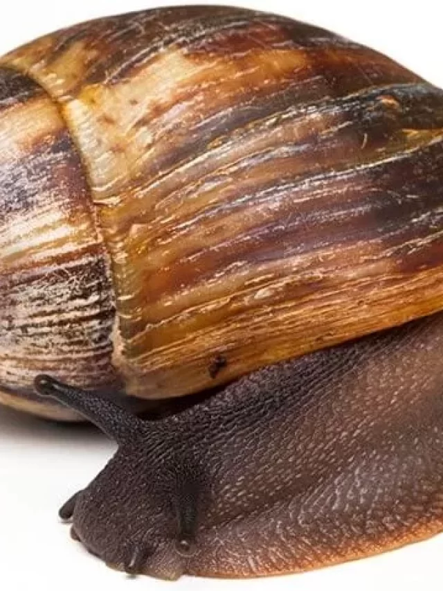 Types of Snails for Commercial Production