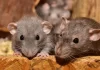 7 Effective Rodent Control Techniques To Ensure the Health and Safety of Your Birds rodents control