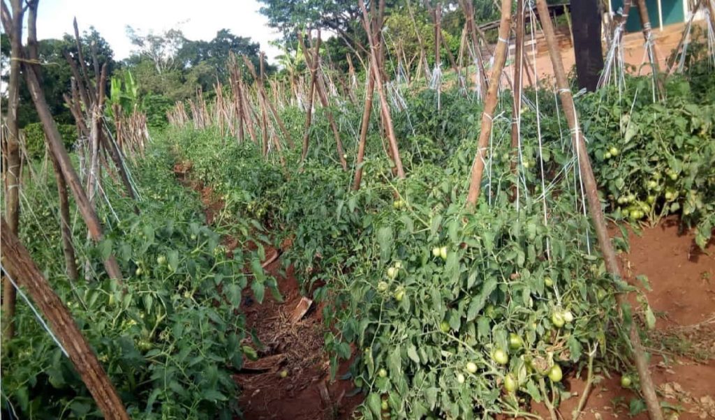 Open-field vs greenhouse