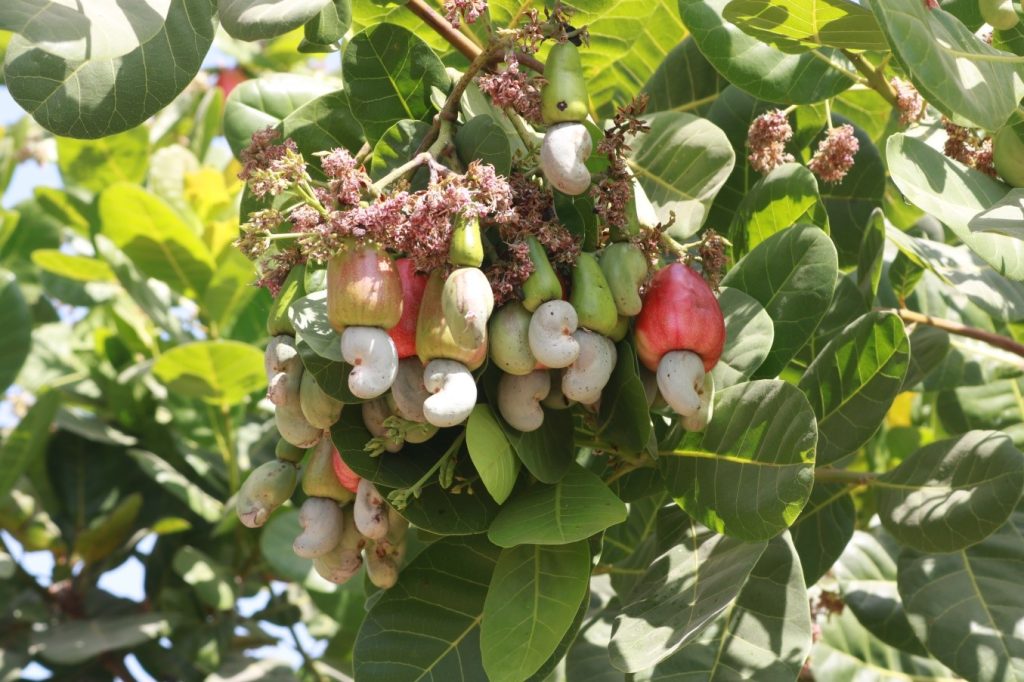 cashew production cashew cultivation