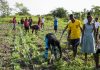 Ghana Census of Agriculture: 5 Key Insights, Challenges, and Recommendations to Boost Agricultural Growth ghana census of agriculture