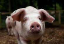 World’s First Vaccine Against Deadly Swine Fever Nears Approval in Vietnam Swine flu vaccine swine fever