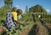 Women still occupy “marginal” place in food production- FAO women marginal in agric fao