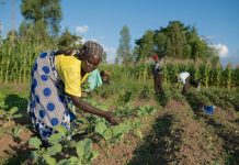 women marginal in agric fao