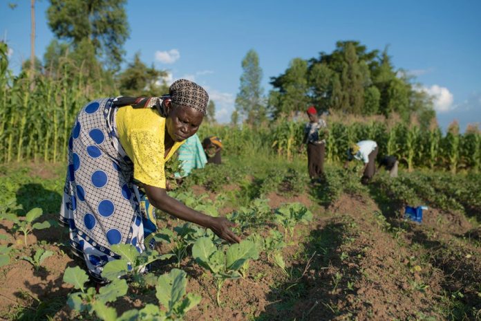 women marginal in agric fao