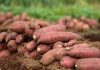 Detailed Guide to Cultivating Orange-fleshed Sweet Potato (OFSP)