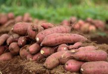 cultivating orange fleshed sweet potato | Nobowa Learn