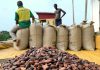 Ghana Unlikely to Fulfill All Cocoa Contracts After Weak Harvest ghana Cocoa