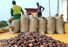 Ghana Unlikely to Fulfill All Cocoa Contracts After Weak Harvest ghana Cocoa