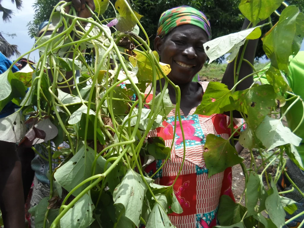 orange fleshed sweet potato vines 1 | NOBOWA.com