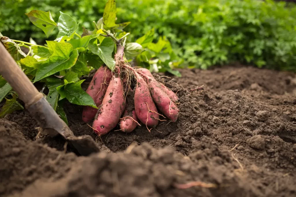 orange fleshed sweet potatoes harvest | NOBOWA.com