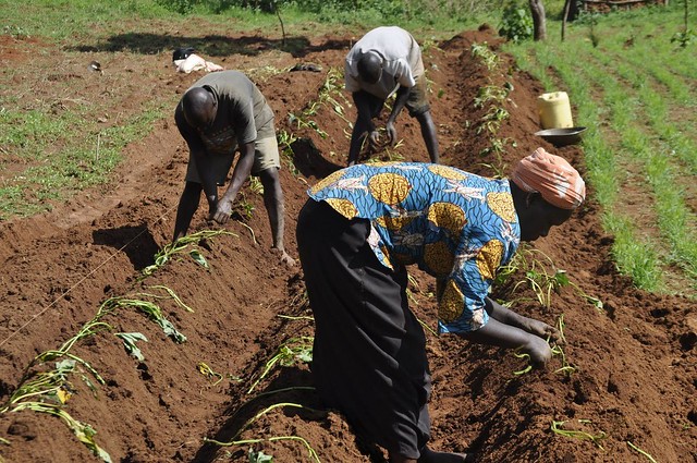 planting or cultivating orange fleshed sweet potato | NOBOWA.com