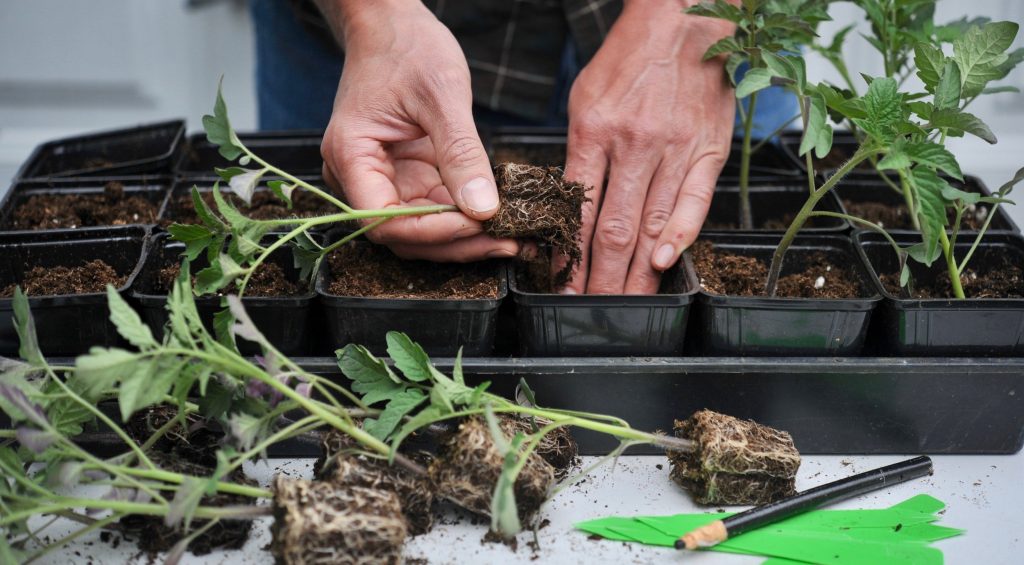 transplant-vegetable-seedlings