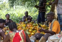 Cocoa Farmers Demand 73% Increase in Farm-gate Prices cocoa farm gate price