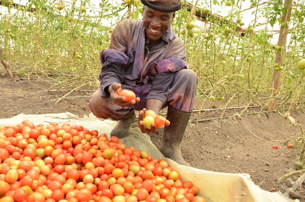 returns on tomato production