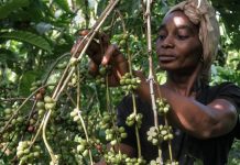 Unlocking Wealth: 7 Ultimate Economic Benefits of Agroforestry for Farmers Economic Benefits of Agroforestry for Farmers