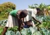 The Future of Organic Farming in Africa: 5 Key Trends Driving Sustainable Growth The Future of Organic Farming in Africa